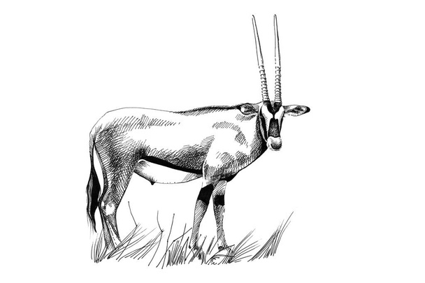 Gemsbok (Oryx gazella) hand drawn illustrations (originals, no tracing) - Photo, Image