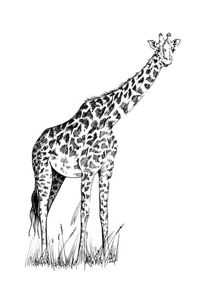Žirafa rukou nakreslené ilustrace (originály, žádné trasování) - Fotografie, Obrázek