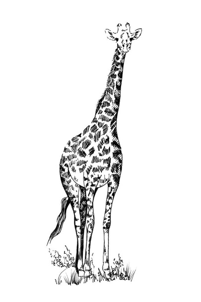 Girafa ilustrações desenhadas à mão (originais, sem rastreamento
) - Foto, Imagem
