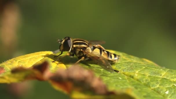 Diptera Syrphid fly sitting on green leaf. Insect a macro and extreme close up - Footage, Video