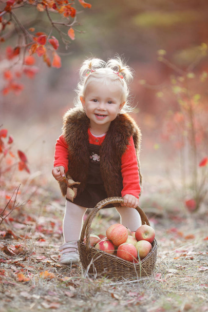 Child picking apples in autumn.Little baby girl playing in apple tree orchard.Kids pick fruit in a basket.Toddler eating fruits at fall harvest.Outdoor fun for children. Healthy nutrition.Little girl with basket full of ripe apples in autumn garden - Photo, Image