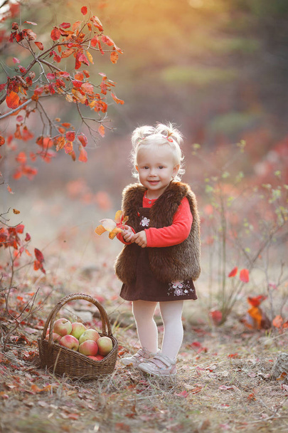 Child picking apples in autumn.Little baby girl playing in apple tree orchard.Kids pick fruit in a basket.Toddler eating fruits at fall harvest.Outdoor fun for children. Healthy nutrition.Little girl with basket full of ripe apples in autumn garden - Fotografie, Obrázek