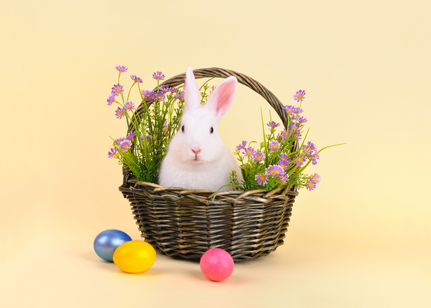 Lapin de Pâques dans un panier avec des fleurs
 - Photo, image