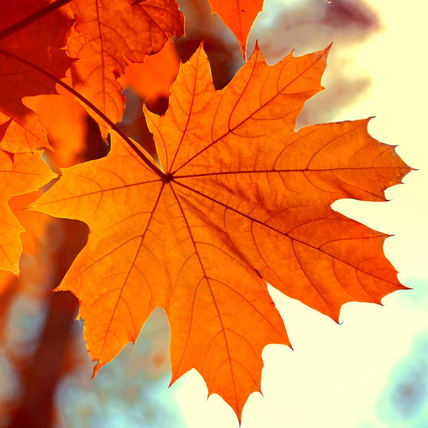 Beautiful yellow maple leaves against the sky. Autumn sunny day - Zdjęcie, obraz