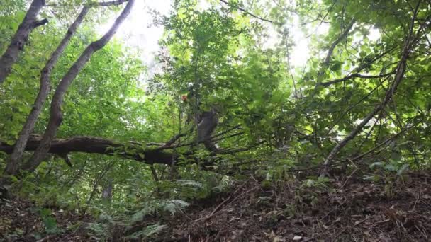 Mature male traveler with backpack runs along fallen tree through forest path in wild forest. Active holiday walk in summer morning - Footage, Video