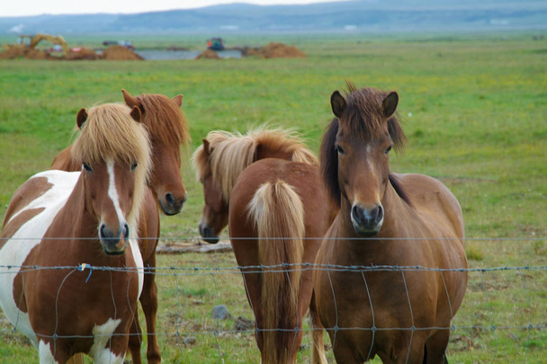 Исландские лошади, вокруг которых никого нет
 - Фото, изображение