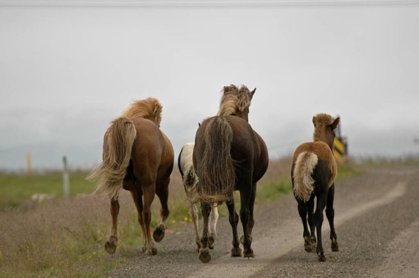 Исландские лошади, вокруг которых никого нет
 - Фото, изображение