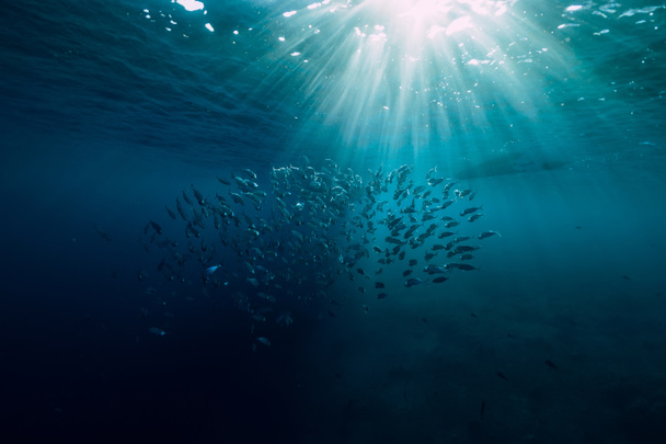 Monde sauvage sous-marin avec des poissons de l'école de thon et une belle lumière du soleil
 - Photo, image