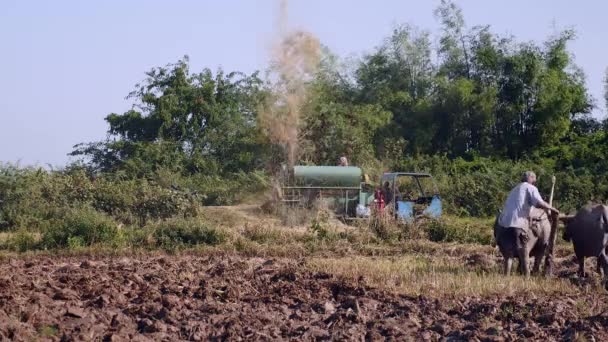 agricoltore arare risaia con un paio di bufali e contadini trebbiatura riso con una macchina sullo sfondo
  - Filmati, video