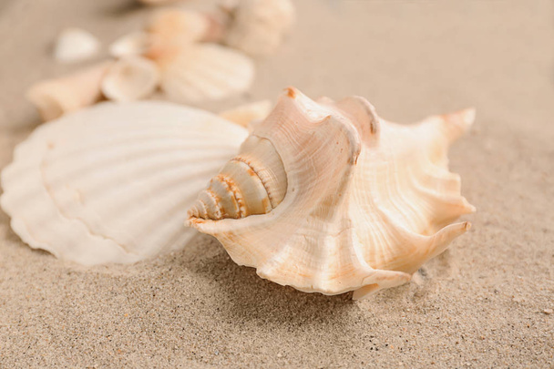 muszle morskie na piasku - Zdjęcie, obraz