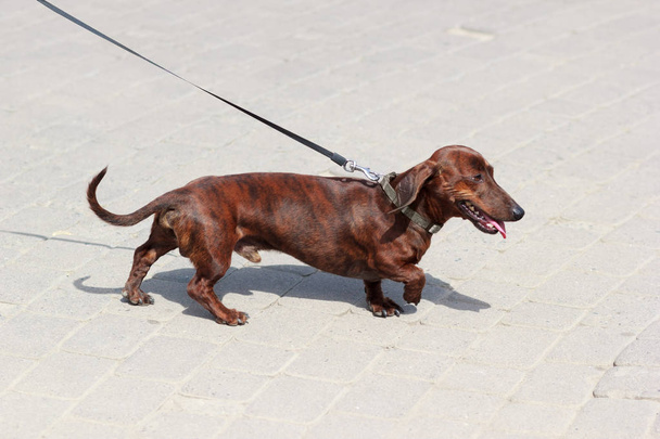 Tacskó kutya séta-ra egy póráz - Fotó, kép