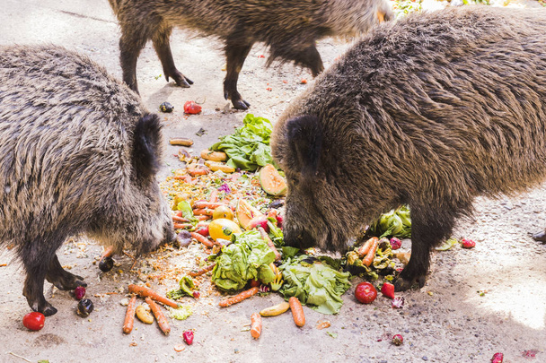 varios jabalíes comiendo frutas y verduras
 - Foto, imagen