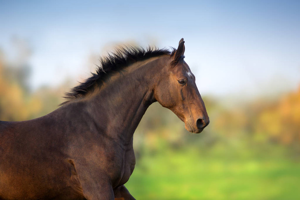 Porträt eines schwarzen Pferdes in Bewegung im Freien - Foto, Bild
