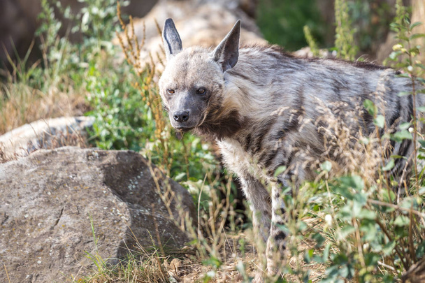 A hiena listrada (Hyaena hyaena), besta selvagem
. - Foto, Imagem