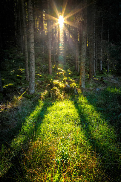 İğne yapraklı orman içinde güneş ışınlarının sabah. - Fotoğraf, Görsel