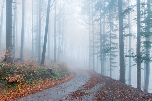 Mysterieuze herfst Europese bos met donkere sfeer met mist, Tsjechië, Europa - Foto, afbeelding