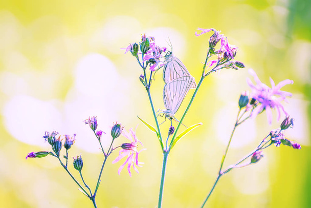 Dwa delikatne motyle na kwiaty na łące. Zdjęcie kolorowe jasny lato. - Zdjęcie, obraz