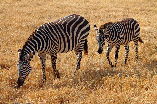 Zebra a hříbě - Fotografie, Obrázek
