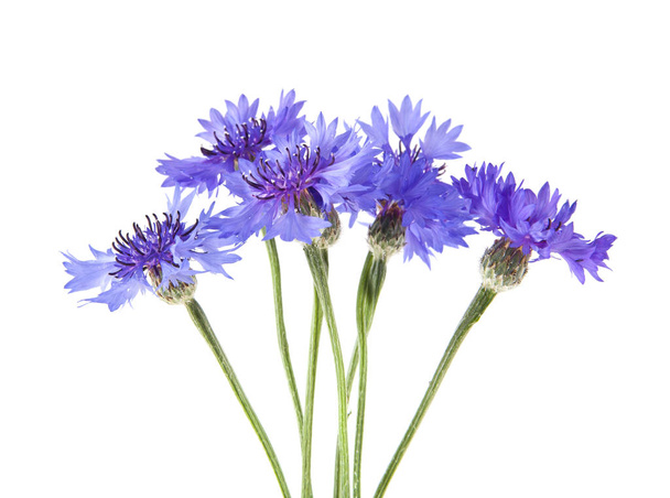 blue cornflower isolated on white background - Photo, Image