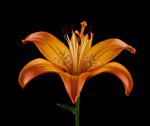 Lilie Blume isoliert auf schwarzem Hintergrund - Foto, Bild