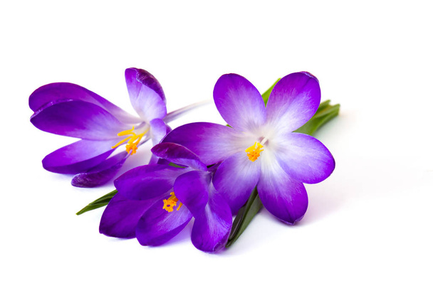 crocus - uma das primeiras flores de primavera - Foto, Imagem