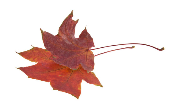 podzimní javorové listy izolované na bílém pozadí zblízka - Fotografie, Obrázek