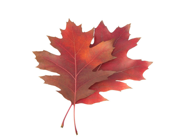 rood oranje herfstbladeren geïsoleerd op de witte achtergrond - Foto, afbeelding