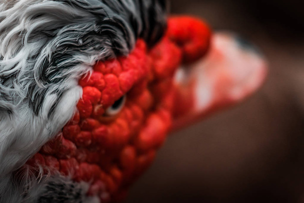 Piękny czerwony na czele Piżmówka (Cairina moschata), duży zły ptak pochodząca z Meksyku, Środkowej i Ameryki Południowej. Oko zamknąć się, żywe kolory, miejskich dzikich zwierząt. Herb czarno-białe.  - Zdjęcie, obraz