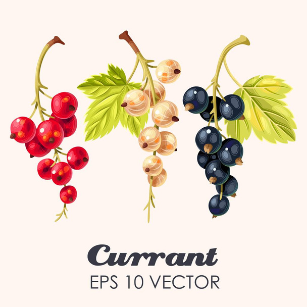 Vector set of high detailed currant berries - Vector, Image