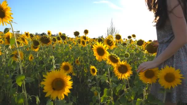 Onherkenbaar meisje lopen op geel zonnebloem veld en aanraken van de bloesems. Mooie jongedame gaan in op de weide en strelen bloemen op zonnige dag. Zomer concept. Close-up van Slow motion - Video