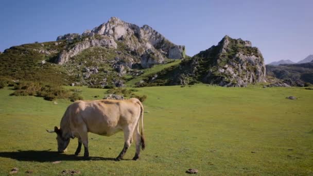 Dağlarda otlayan inekler. - Video, Çekim