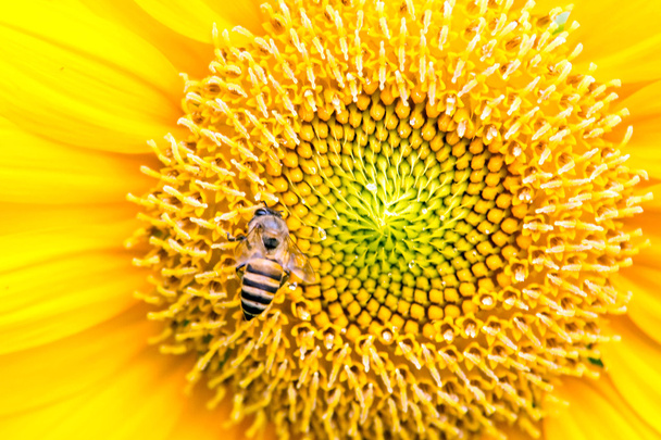 Primer plano de girasol con abeja
 - Foto, Imagen