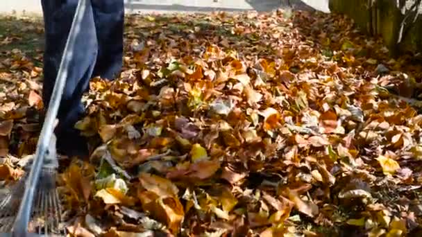 Hombre recogiendo hojas caídas de otoño en el patio
 - Metraje, vídeo