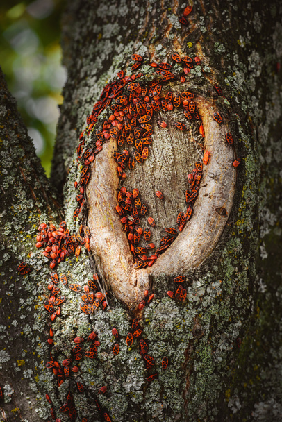 Nahaufnahme einer Kolonie von Feuerwanzen auf einem alten Baumstamm - Foto, Bild