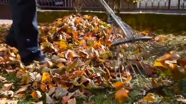 Mann sammelt gefallenes Herbstlaub im Hof ein - Filmmaterial, Video
