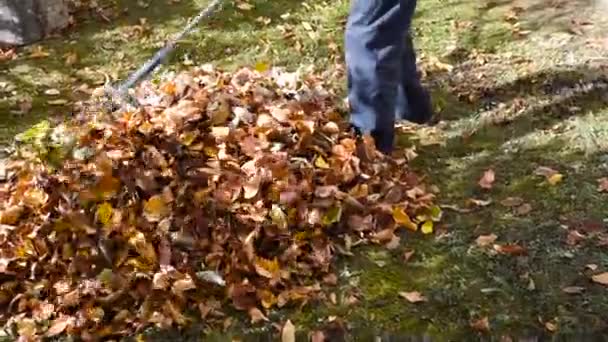 Homem coletando folhas de outono caídas no quintal
 - Filmagem, Vídeo