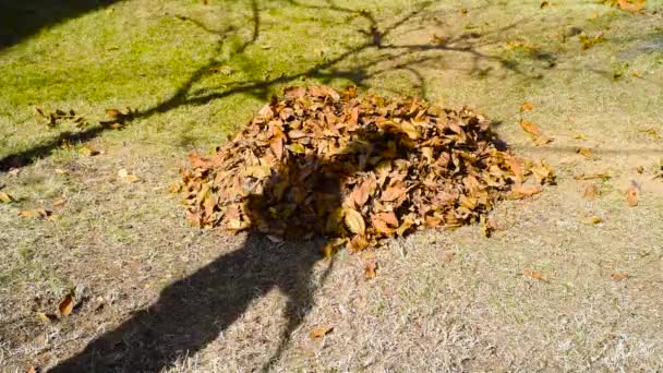 Człowiek zbiera fallen jesieni pozostawia na podwórku - Materiał filmowy, wideo