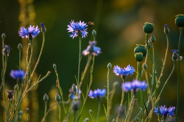 Cornflowers and poppies on a green grass. Blooming flowers. Meadow with cornflowers and poppies. Wild flowers. Nature flower. Poppy seed boxes on field. Cornflower is slender plant, with flowers that are typically a deep, vivid blue.  - Photo, Image