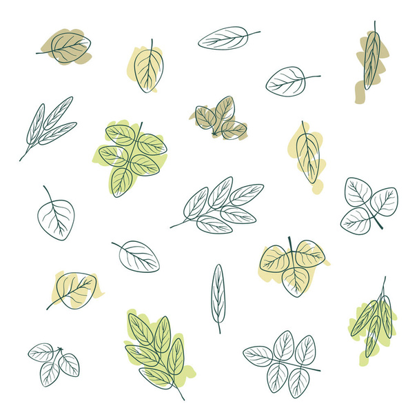 Set of various outline leaves - vector illustration - Vector, Image