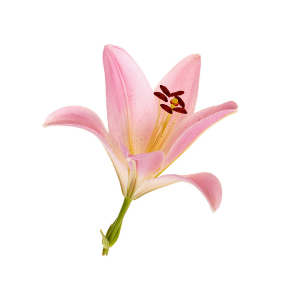 einzelne leuchtend rosa und gelbe Blüte einer asiatischen Lilienhybride isoliert vor weißem Hintergrund - Foto, Bild