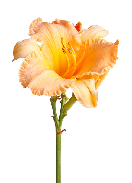 Caule único com uma flor de lírio laranja e amarela botões pslus não abertos isolados contra um fundo branco
 - Foto, Imagem