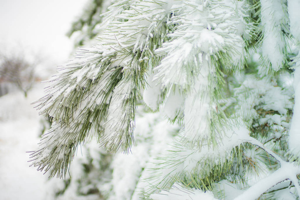 Snow covered pine tree branches close-up with magic sunlight. - Fotoğraf, Görsel
