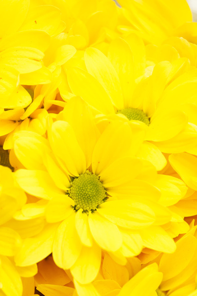 Chrysanthemums as background - Photo, image