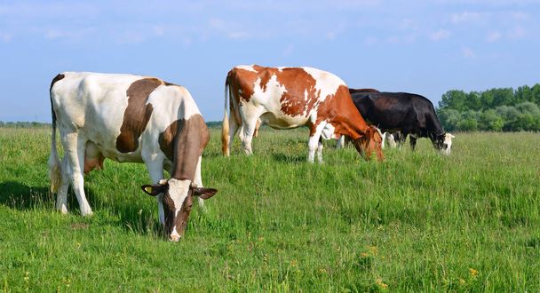 Mucche su un pascolo estivo - Foto, immagini