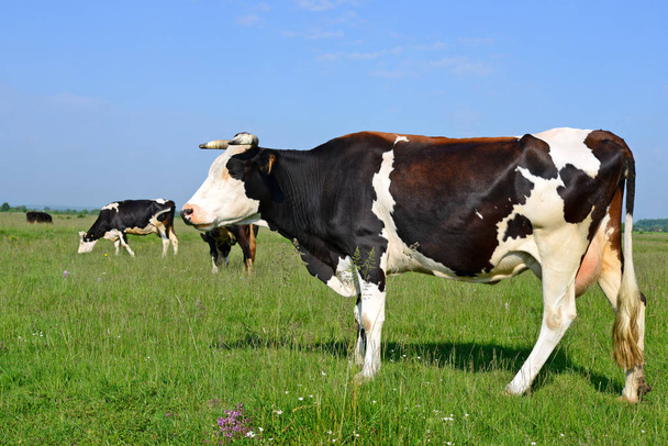 Коровы на летнем пастбище - Фото, изображение