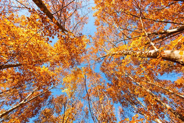 Spodní pohled podzimní strom korun na slunečný den - Fotografie, Obrázek