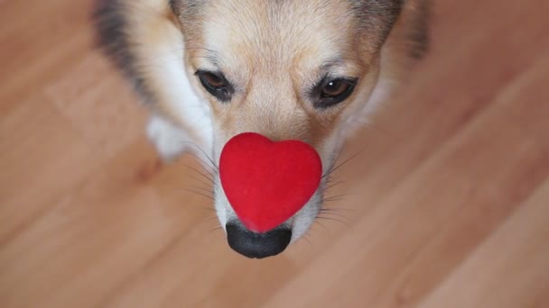 ein liebenswerter Hund mit rotem Herz gratuliert zum Valentinstag, zum Tag der Liebenden. - Filmmaterial, Video