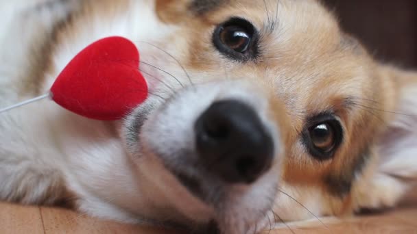Ihana rakastava koira punaisella sydämellä onnittelee Ystävänpäivää, Kaikki rakastavaiset päivää
. - Materiaali, video