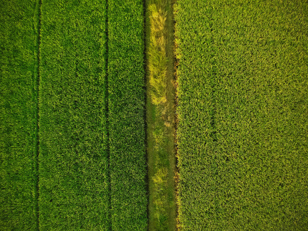 Luftaufnahme der grünen Reisfelder - Foto, Bild