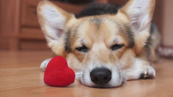 Ένα υπέροχο τρυφερός σκύλος με μια κόκκινη καρδιά συγχαίρει την ημέρα του Αγίου Βαλεντίνου, ημέρα όλους τους εραστές. - Πλάνα, βίντεο